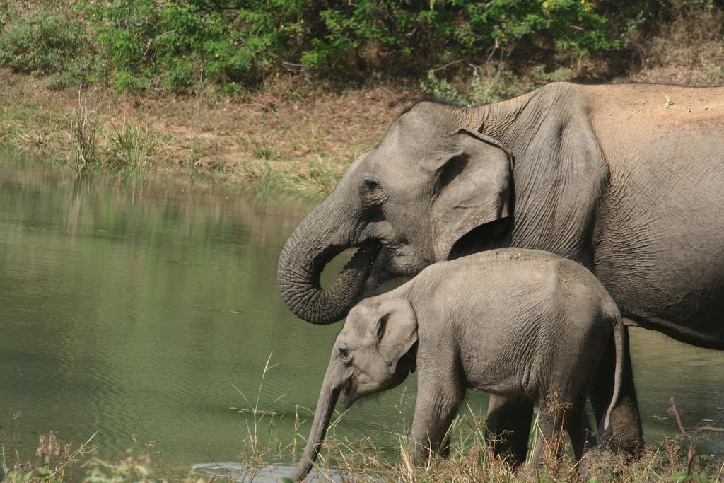 Big Game Udawalawe - By Eco Team 호텔 외부 사진